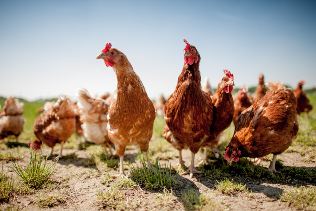 group of chickens standing in an open field 